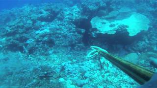 Spearfishing Cairns Australia  Tully Productions [upl. by Irby739]