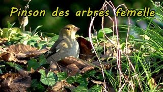 Pinson des arbres  chant doiseau [upl. by Francine]