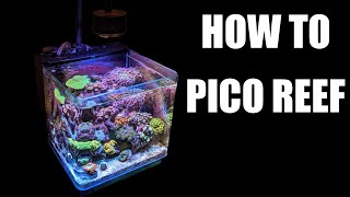 How to Pico Reef The Complete Guide to 5 Gallons or Less [upl. by Jacqui460]