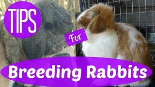 My Top Tips for Breeding Rabbits  Breeding Rabbits 101 pt 1 [upl. by Pillyhp374]