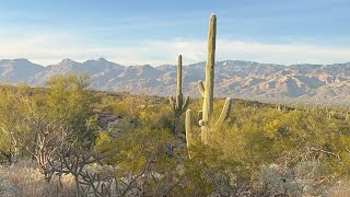 Saguaro National Park Tucson Arizona the Sonoran desert [upl. by Disharoon]