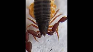 Meet the Tiny Predator Pseudoscorpions Uncovered [upl. by Tnecniv]