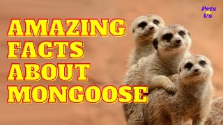 Amazing Facts About Mongoose 2022  Pets and Us [upl. by Liagibba]