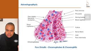 Histology of the Pituitary Glands [upl. by Kari697]