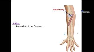 Muscles of the Front of Forearm [upl. by Dalury]