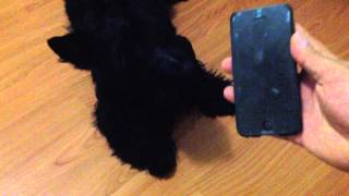 Gilmour the Scottish Terrier howling to Scottish Bagpipers [upl. by Hairehcaz]