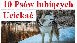 10 Psów lubiących Uciekać [upl. by Alledi]