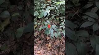 Tacca palmata in the forest 💐 [upl. by Albert]