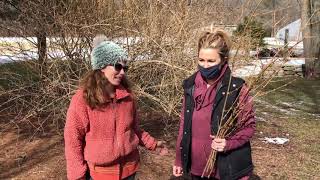 Time to cut forsythia for early blooms inside [upl. by Sharl]