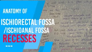 ISCHIORECTAL FOSSA  ischioanal fossa recesses [upl. by Nerak422]