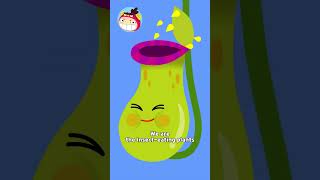 Insect Eating Plant Song  Nursery Rhymes  REDMON [upl. by Croom]