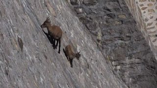 Alpine Ibex defies gravity on Italian nearvertical dam [upl. by Noguchi]