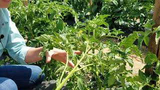 How to Prune Indeterminate Tomatoes to a Double Leader System [upl. by Ylam307]