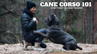 Cane Corso 101  Everything You Need To Know About This Majestic Italian Mastiff [upl. by Kauslick]