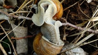 Helix pomatia  Weinbergschnecke  Burgundy Snail [upl. by Eiramave572]