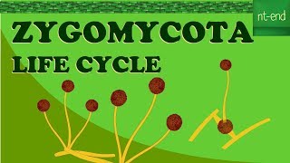 ZYGOMYCOTA LIFE CYCLE biology fungi division lifecycle [upl. by Neelya]