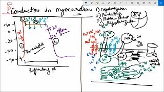 Conduction system of the Heart cardiac events [upl. by Ezzo]