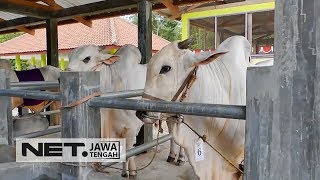 Aksi LenggakLenggok Sapi JawaIndia di Kontes Sapi Ongole  NET JATENG [upl. by Eimmat889]