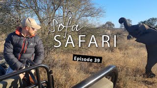 Sofa Safari Episode 39 A case of mistaken LEOPARD identity [upl. by Aihsatsan]