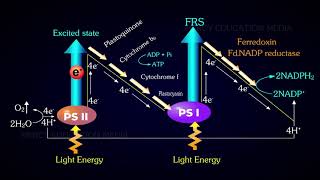 Cyclic and Noncyclic Photophosphorylation [upl. by Ailgna713]