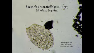 Bursaria truncatella [upl. by Taima]