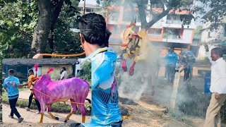 RAJA 0003 TALOJE Majkur 👑 DIWALI 🪔 VLOG ✨ mayurpatil bailgadasharyat [upl. by Anitneuq]