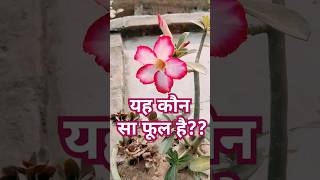 garden farming flowers adenium rooftopgarden backyardgardening gardening plants beautiful [upl. by Olivette]