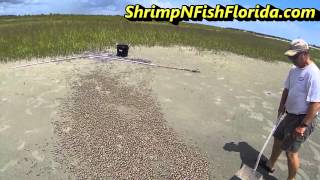 How To Catch Fiddler crabs The Fiddler Crab Roundup Part 2 of 2 [upl. by Patsis]