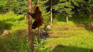 Brown Bear Climbing on Tree like an Alpinist [upl. by Rhine306]