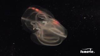 Comb jelly Mnemiopsis leidyi August 31th 2016 Tatihou island [upl. by O'Hara]