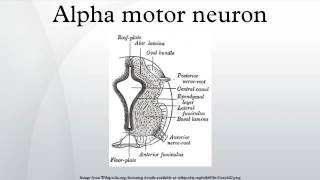 Alpha motor neuron [upl. by Eirelav843]