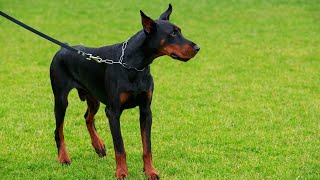 Feeding Your Doberman Pinscher All You Need to Know [upl. by Lacym]