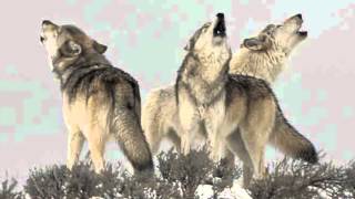 Wolf Pack Howling  Only Sound Haunting yet beautiful [upl. by Carew]