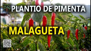 Pimenta Malagueta em Solo Fértil com Sergio Semerdjian [upl. by Semreh]