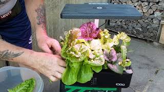 iDOO 12 Pods Hydroponics Growing System Product Update amp Harvest [upl. by Ledba313]