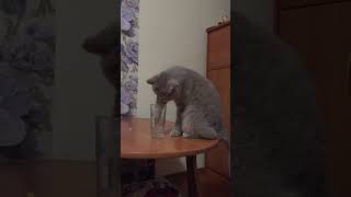 Cat Putting Paw in Water Glass cats shortsfeed shortvideo shortsvideo pets shorts kitten [upl. by Magnum]