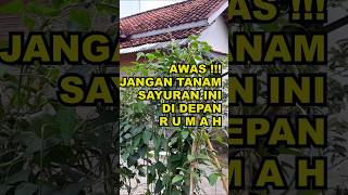 5 Jenis Sayuran Yang Tidak Boleh Ditanam Di Depan Rumah ekoazis [upl. by Coral755]