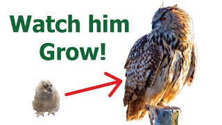 THE FIRST YEAR WITH MY OWL  One week old owl  How to raise an owl amp How to train an owl [upl. by Groeg803]