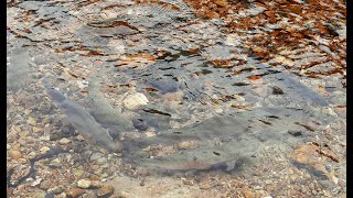 relaxing time at Rockbridge  rainbow trout ranch and mill [upl. by Nivk540]