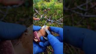 Immersive mushroom picking and mushroom peeling enjoying the gifts of nature（3） mushrooming [upl. by Enyleuqcaj]