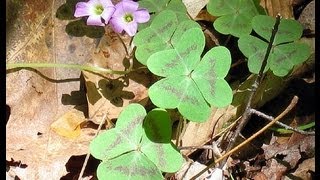 Useful Plant  Violet Wood Sorrel [upl. by Cordova529]