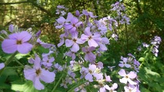 Wild Food  Dames Violet Hesperis matronalis [upl. by Inavoig]