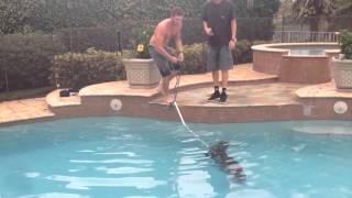 6 foot Alligator in Pool [upl. by Mamoun946]