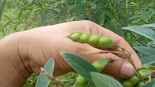 Harvesting Pegion Peas Kadyus [upl. by Cirnek]