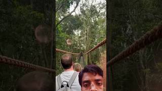 Gibbon swing over family while crossing gibbons adventure youtubeshorts funny  monkey trip [upl. by Nylauqcaj]