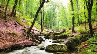 Un havre de paix chez vous  Belle forêt ruisseau et sons naturels chants doiseaux F Amathy [upl. by Divadleahcim]