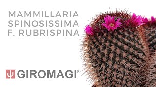 Mammillaria spinosissima f rubrispina [upl. by Nosyarg]