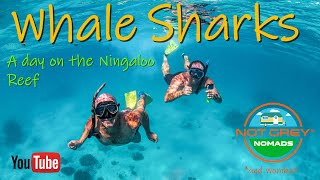 Whale Sharks tour on the Ningaloo Reef Exmouth Western Australia [upl. by Plate]