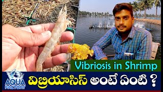 Vibriosis in shrimp  Yellow Colonies  Green Colonies  Vibrio Count  Shrimp Farming  AquaFactory [upl. by Dutchman784]