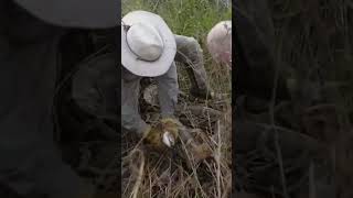 Catching massive python’s in Florida monster phython florida [upl. by Eadrahc]